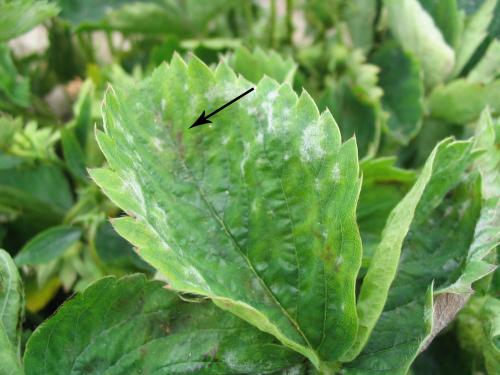 Fraise - Blanc (Sphaerotheca macularis)