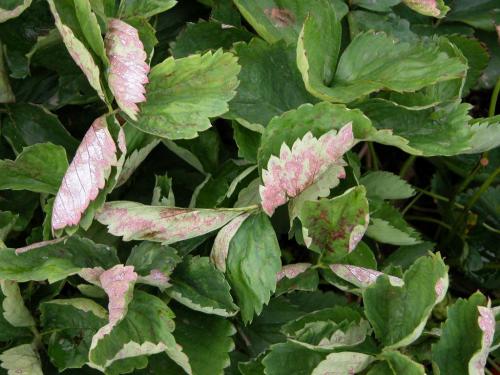 Fraise - Blanc (Sphaerotheca macularis)