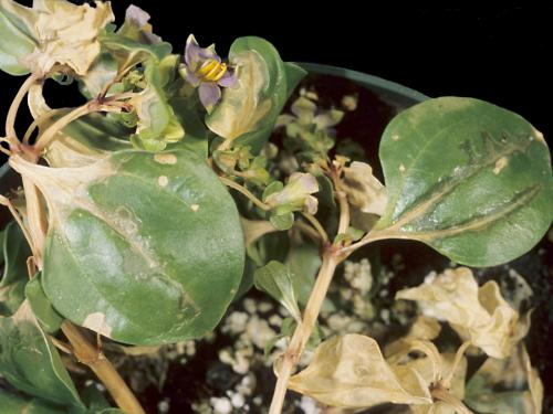 Exacum - Virus de la maladie bronzée de la tomate (TSWV)