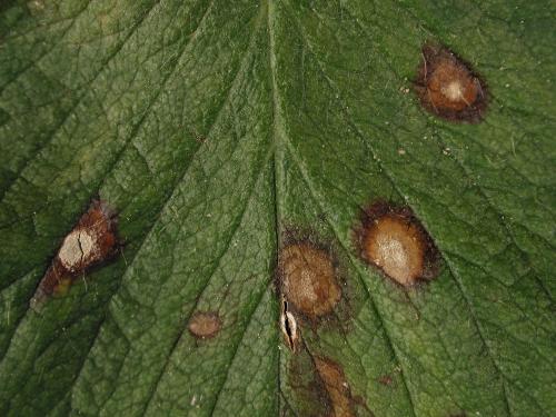 Fraise - Tache commune (Ramularia brunnea)