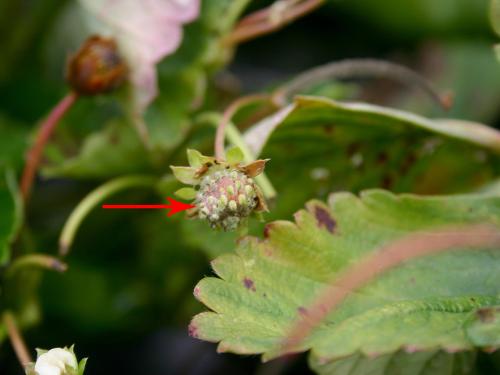 Fraise - Blanc (Sphaerotheca macularis)