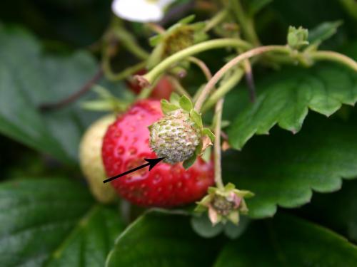 Fraise - Blanc (Sphaerotheca macularis)