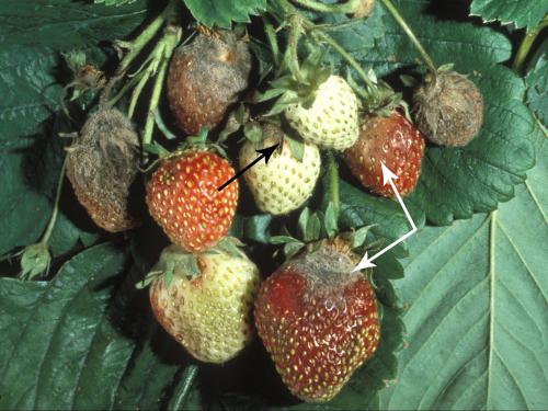 Fraise - Moisissure grise (Botrytis cinerea)