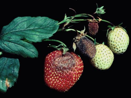 Fraise - Moisissure grise (Botrytis cinerea)