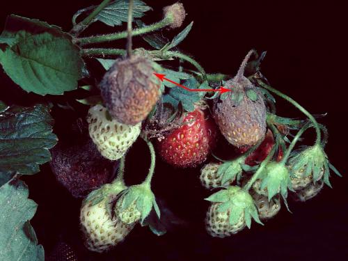 Fraise - Moisissure grise (Botrytis cinerea)