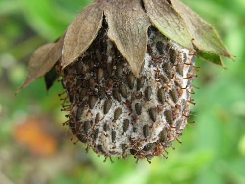 Fraise - Pourriture cuir (Phytophthora cactorum)