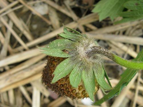 Fraise - Pourriture cuir (Phytophthora cactorum)