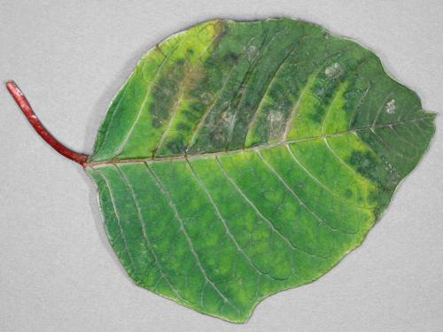 Poinsettia - Pourriture des racines (Pythium spp.)