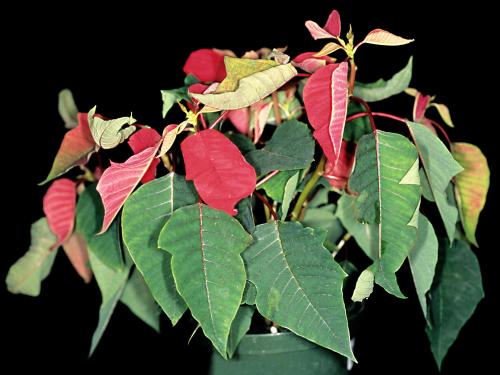 Poinsettia - Pourriture des racines (Pythium spp.)