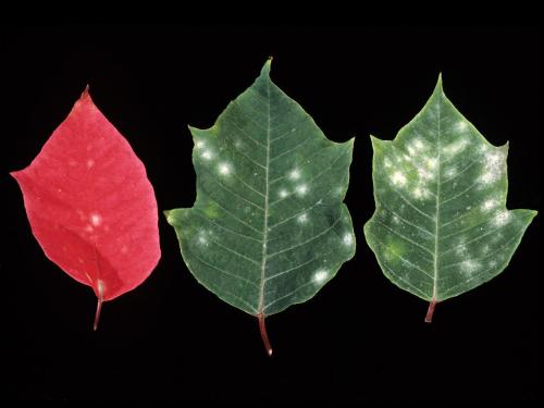 Poinsettia - Blanc (Erysiphe sp.)_1