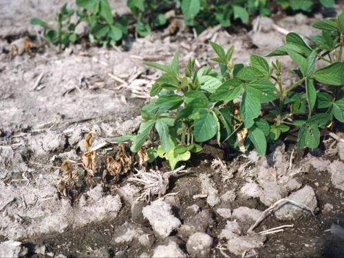 Soya - Pourriture des racines et de la tige (Phytophthora sojae)