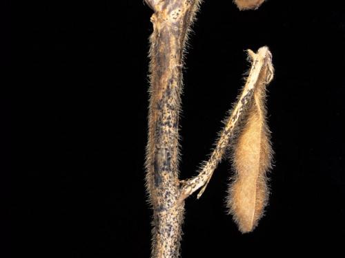 Soya - Anthracnose (Colletotrichum truncatum)