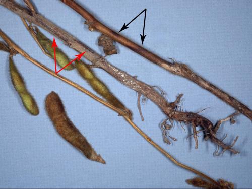 Soya - Anthracnose (Colletotrichum truncatum)