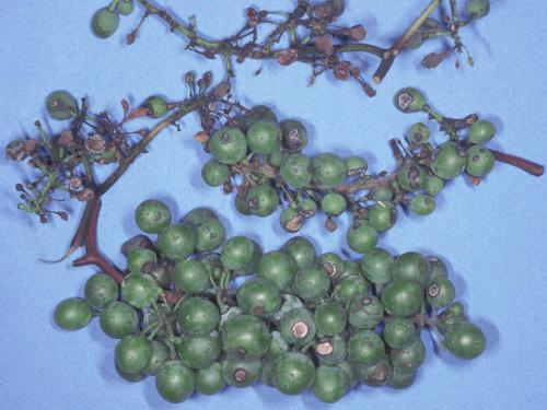 Vigne (raisin) - Anthracnose (Elsinoe ampelina)