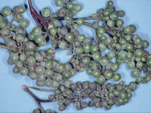 Vigne (raisin) - Blanc (Erysiphe necator)