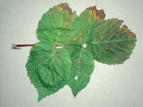 Framboise - Anthracnose (Sphaceloma necator)