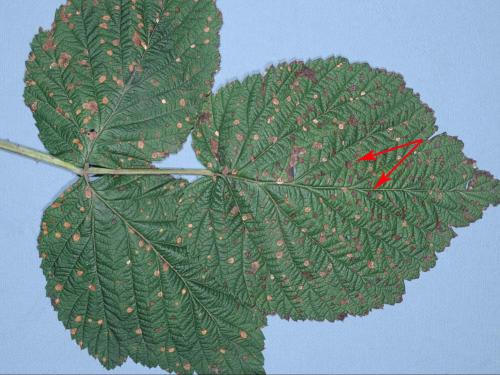 Framboise - Tache septorienne (Sphaerulina rubi)