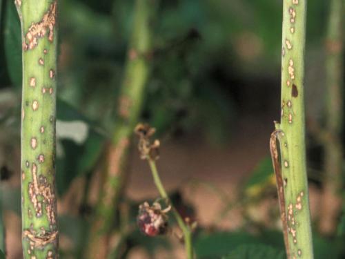 Framboise - Anthracnose (Sphaceloma necator)