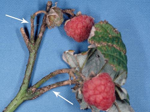 Framboise - Anthracnose (Sphaceloma necator)