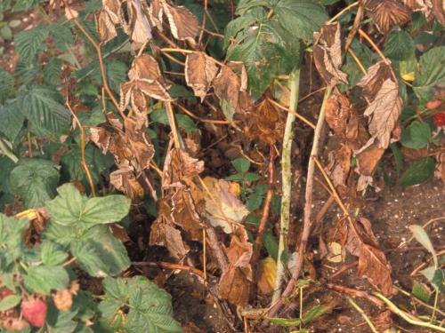 Framboise - Pourriture des racines (Phytophthora rubi)