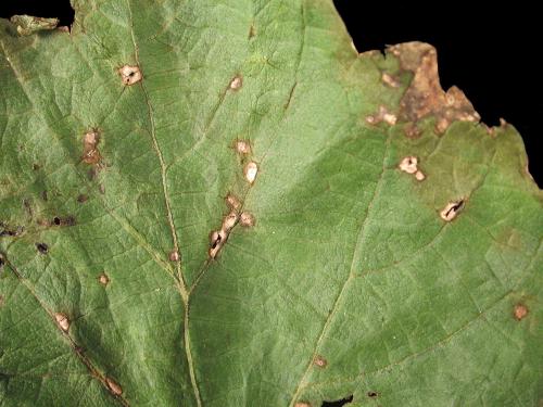 Vigne (raisin) - Anthracnose (Elsinoe ampelina)