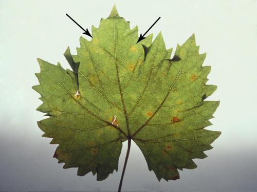 Vigne (raisin) - Blanc (Erysiphe necator)