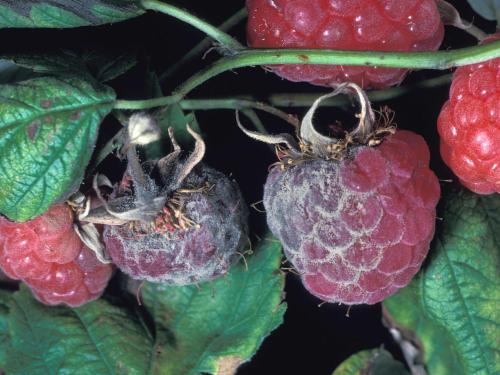 Framboise - Moisissure grise (Botrytis cinerea)