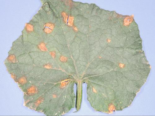 Concombre - Alternariose (Alternaria alternata)