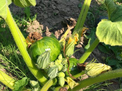 Courges - Virus de la tache annulaire de la papaye (PRSV)