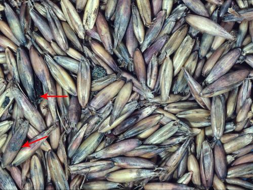 Avoine - Fusariose des panicules (Fusarium graminearum)