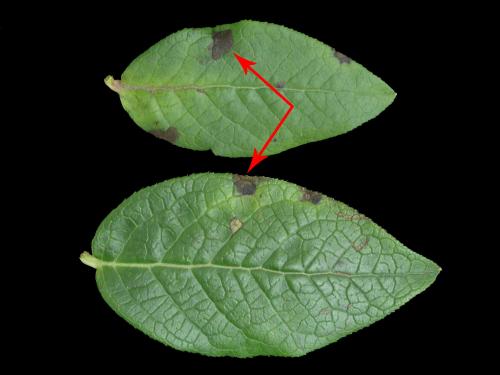 Bleuet en corymbe - Anthracnose (Colletotrichum sp.)