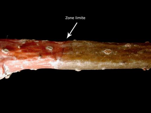 Tilleuls - Chancre cytosporéen (Cytospora sp.)