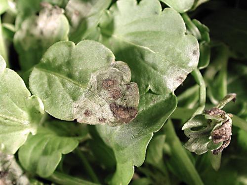 Pensées - Tache cercosporéenne (Cercospora violae)