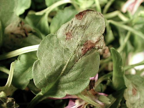 Pensées - Tache cercosporéenne (Cercospora violae)