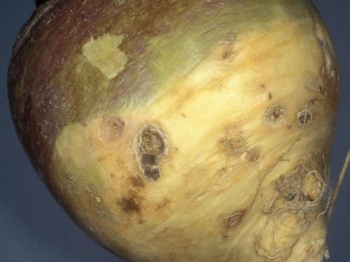 Rutabaga - Rhizoctone commun (Rhizoctonia solani)