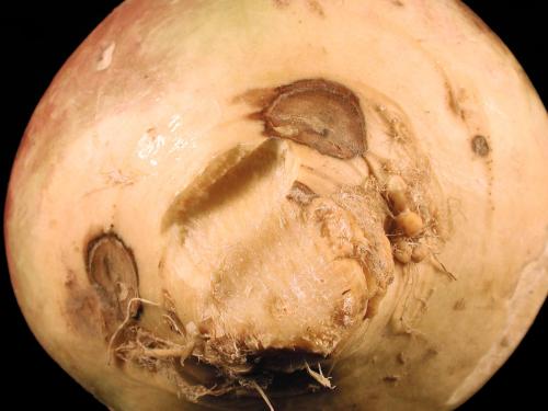 Rutabaga - Pourriture sèche fusarienne (Fusarium avenaceum)