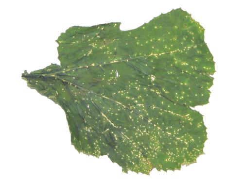 Courges - Tache plectosporienne (Plectosphaerella cucumerina)