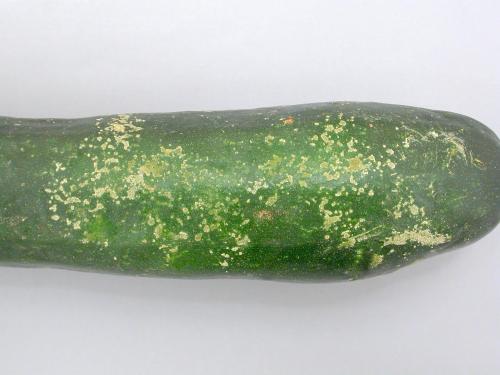 Courges - Tache plectosporienne (Plectosphaerella cucumerina)