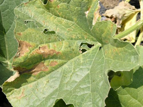 Melons - Fusariose vasculaire (Fusarium oxysporum)_1