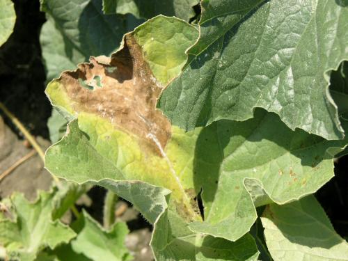 Melons - Fusariose vasculaire (Fusarium oxysporum)_2