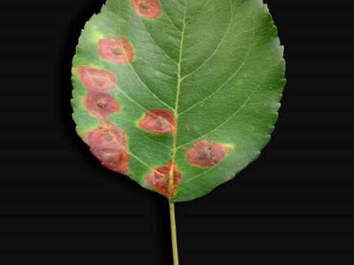 Pomme - Rouille (Gymnosporangium sp.)