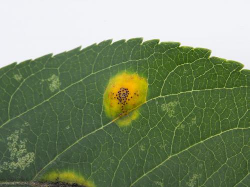 Pomme - Rouille (Gymnosporangium sp.)