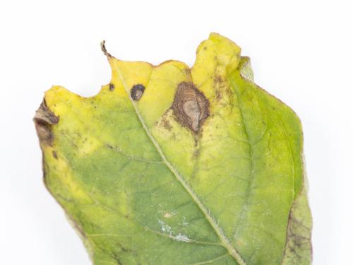 Pomme de terre - Maladies des taches brunes (Alternaria alternata)