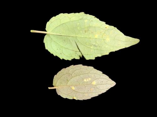 Peupliers - Rouille des feuilles (Melampsora medusae)