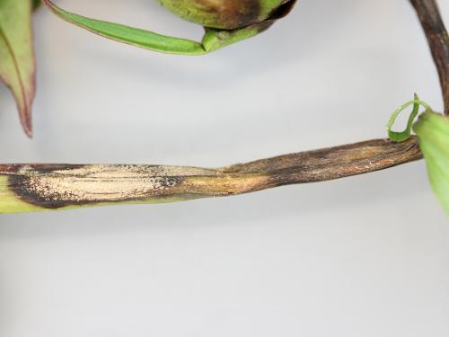 Pivoines - Anthracnose (Gloeosporium sp.)