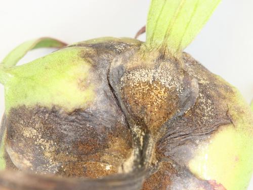 Pivoines - Anthracnose (Gloeosporium sp.)