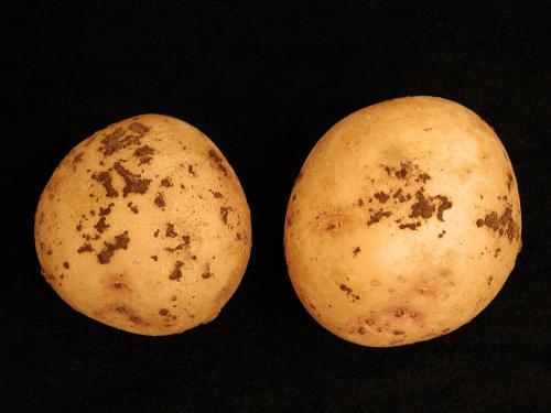 Pomme de terre - Rhizoctone brun (Rhizoctonia solani)