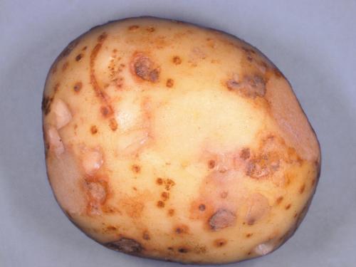 Pomme de terre - Rhizoctone brun (Rhizoctonia solani)