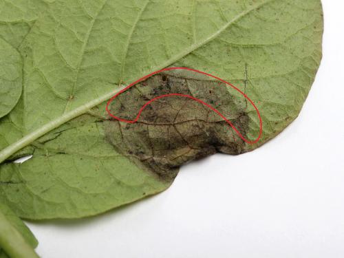 Pomme de terre - Mildiou (Phytophthora infestans)