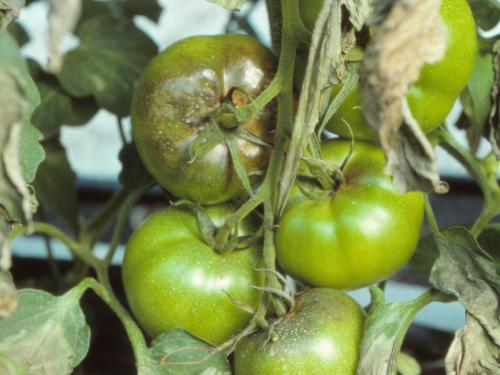 Tomate - Mildiou (Phytophthora infestans)